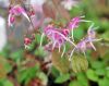 Epimedium Tama No G...